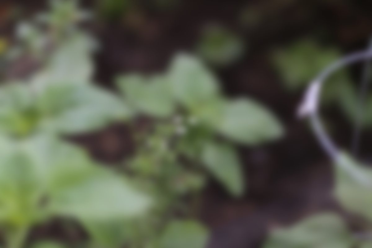 A blurred, close-range photograph of leafy green plants rooted in dark earth.