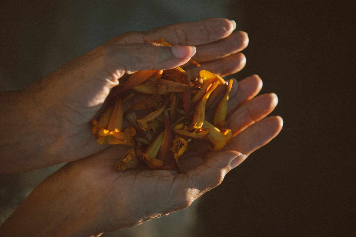 A pair of cupped hands holds a loose handful of dried marigold-like petals and blossoms in soft, warm light.